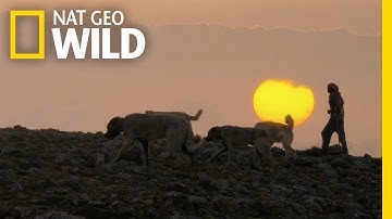 A Shepherd's Best Friend | Wild Turkey