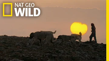 A Shepherd's Best Friend | Wild Turkey