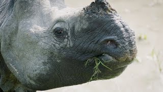 Rhinos at Kaziranga National Park