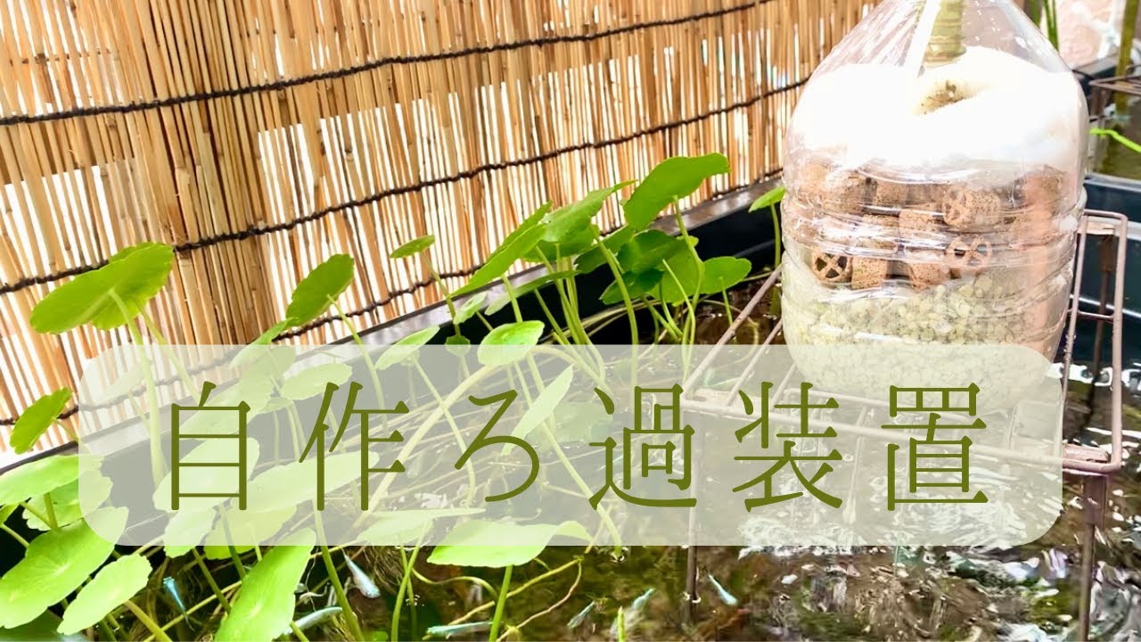 簡単ろ過装置を自作 電源も水道もないベランダメダカ水槽にも癒しの水流