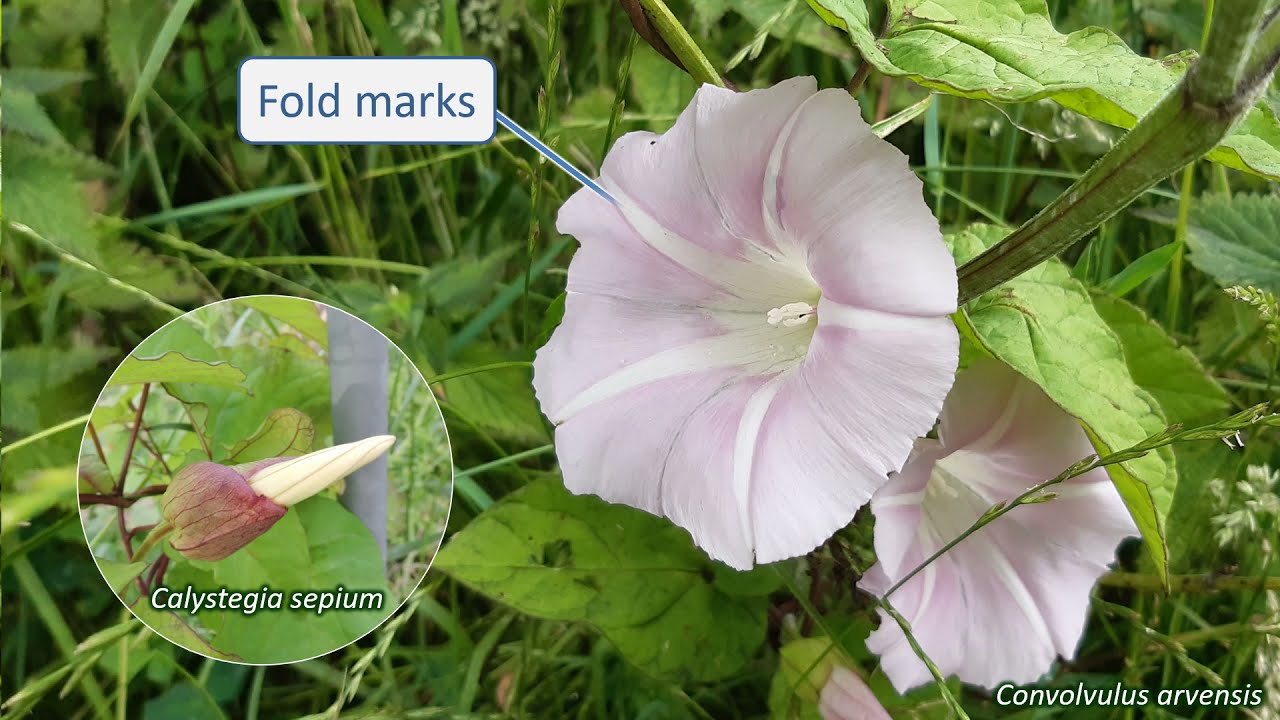 Convolvulaceae - UK wildflowers - Five-minute families