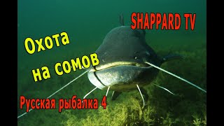 Русская рыбалка 4 🐟Сомовьи ямы🐟 НАЖИВКИ И БЛЕСНА🐠