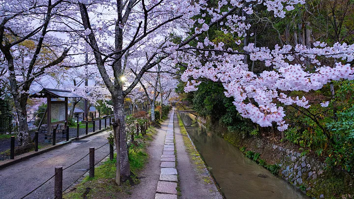 The Philosopher's Path, Walking with Cherry Blossoms in Spring | Kyoto, Japan 4K