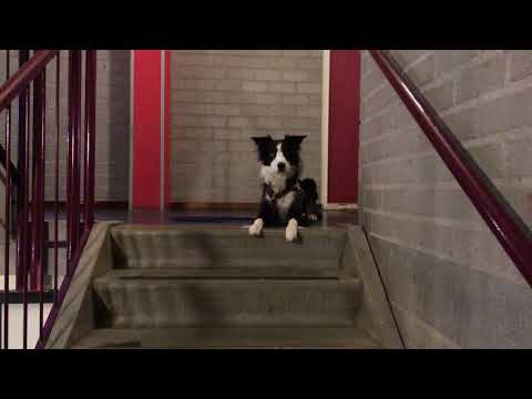 Video: Wat Kan Ik Doen Om De Mondgezondheid Van Mijn Hond Te Verbeteren?