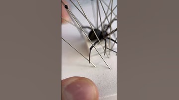 REAL BLACK WIDOW 🕷️ #diy #blackwidow #taxidermy #taxidermyart #art #resin #resinart #bug #spiders