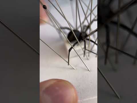 REAL BLACK WIDOW