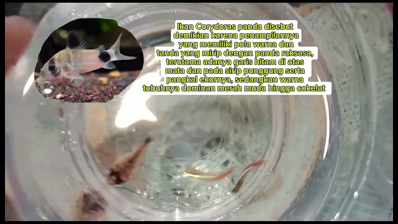 BUAT AQUASCAPE MOLLY (extra late post) 