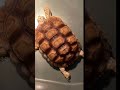 This tortoise is literally This tortoise is literally Superman 😅😂 #tortoiselove #hetalbinotortoise