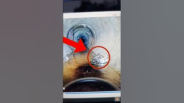 Giant Snake Found in Drain! 😱 #shortvideo