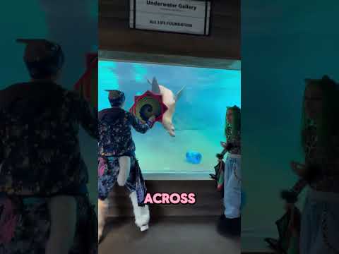 The Cutest Zoo Moment Ever 🦭✨#short