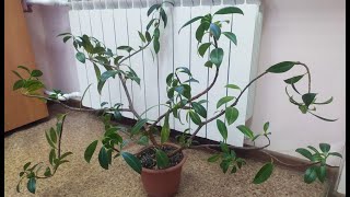 :   - " " ( 1)   . Ficus elastica Melany
