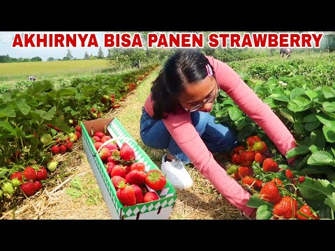 Video: Waktu Panen Stroberi - Bagaimana Dan Kapan Memetik Stroberi