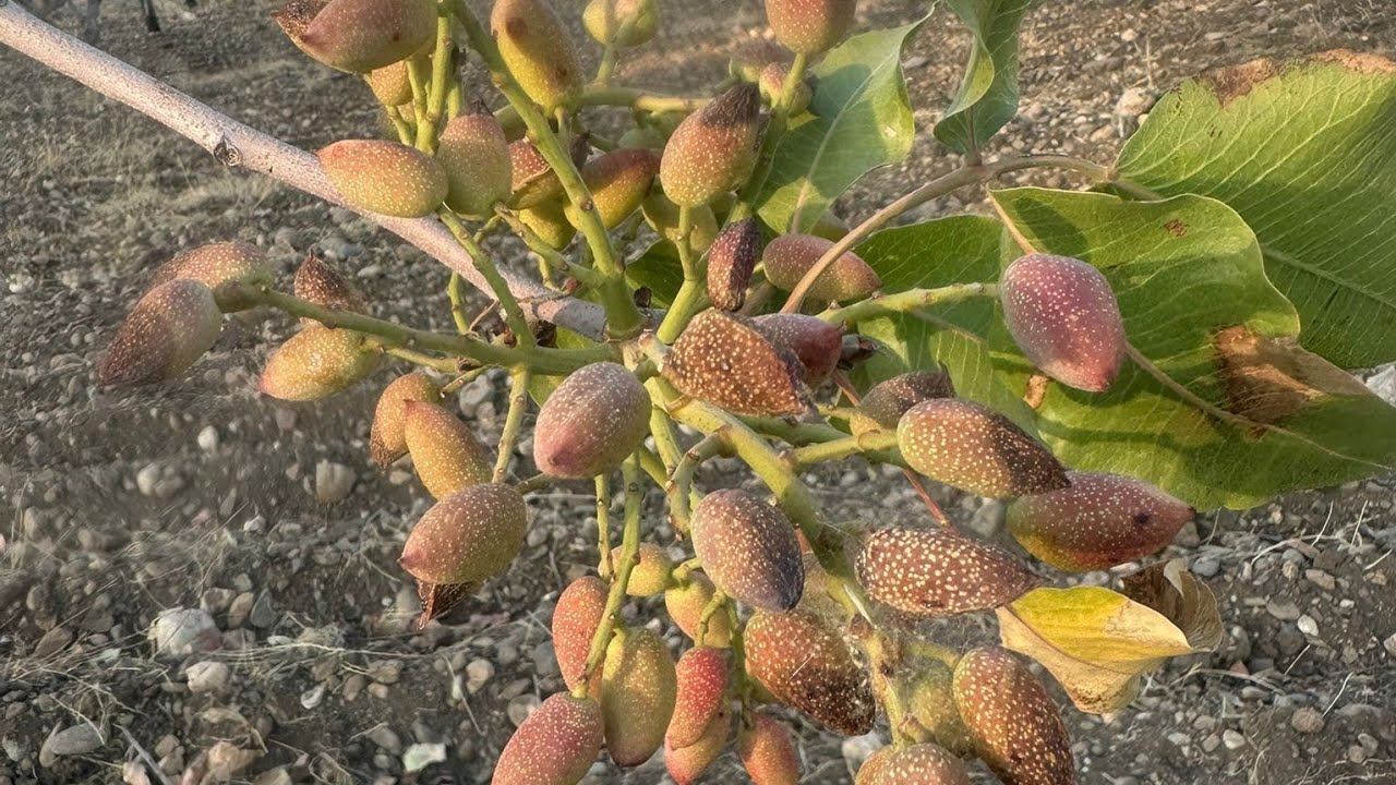 ŞANLIURFA BOZOVA BAHÇE KONTROLLERİMİZ.