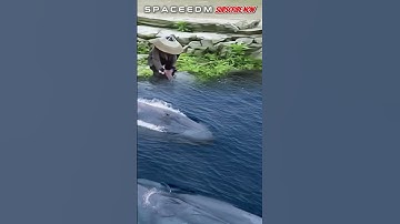 THE WHALE WAS BATHED BY GRANDPA