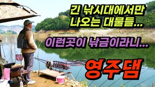 붕어포인트  긴대에서만 나오는 대물들... 이런곳이 낚금이 된다니... 영주댐! #붕어포인트 #대물붕어 #붕어낚시 #붕어 #방조제낚시 #4짜붕어