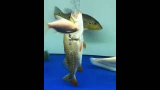 killer fish origins (dramatic) (you will cry)