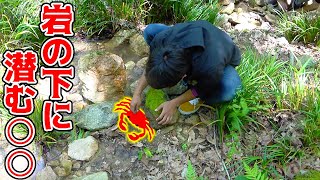 岩をひっくり返すと絶品食材が沢山取れる!?