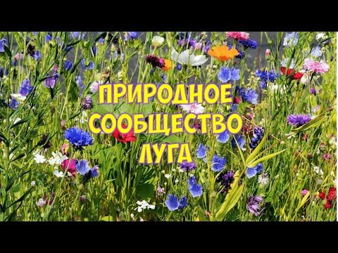 Природное сообщество луга
