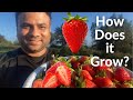 Strawberry farming  how does it grow 