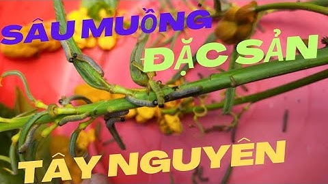 Sâu Muồng - Đặc Sản Hấp Dẫn từ Vùng Đất Tây Nguyên