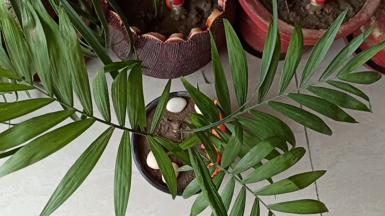 How to propagate bamboo 🌴palm/thailand bamboo palmgardening with geet