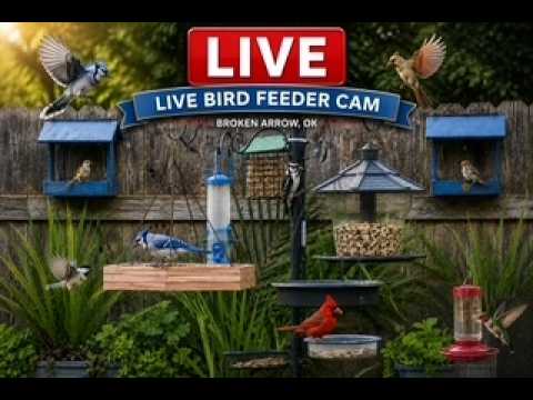 LIVE  Bird Feeder Camera in Oklahoma.  Cardinals ,Blue Jays & Backyard Birds in Real Time
