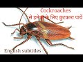 कॉक्रोच भगाने के जबर्दस्त उपाय How to get rid of cockroaches permanently | Anupama Jha