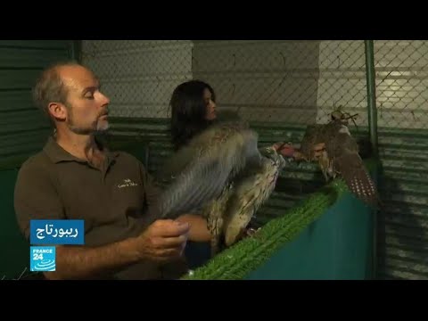 إسبانيا الأولى في تصدير الصقور إلى الشرق الأوسط