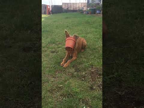 Irish Terrier vs