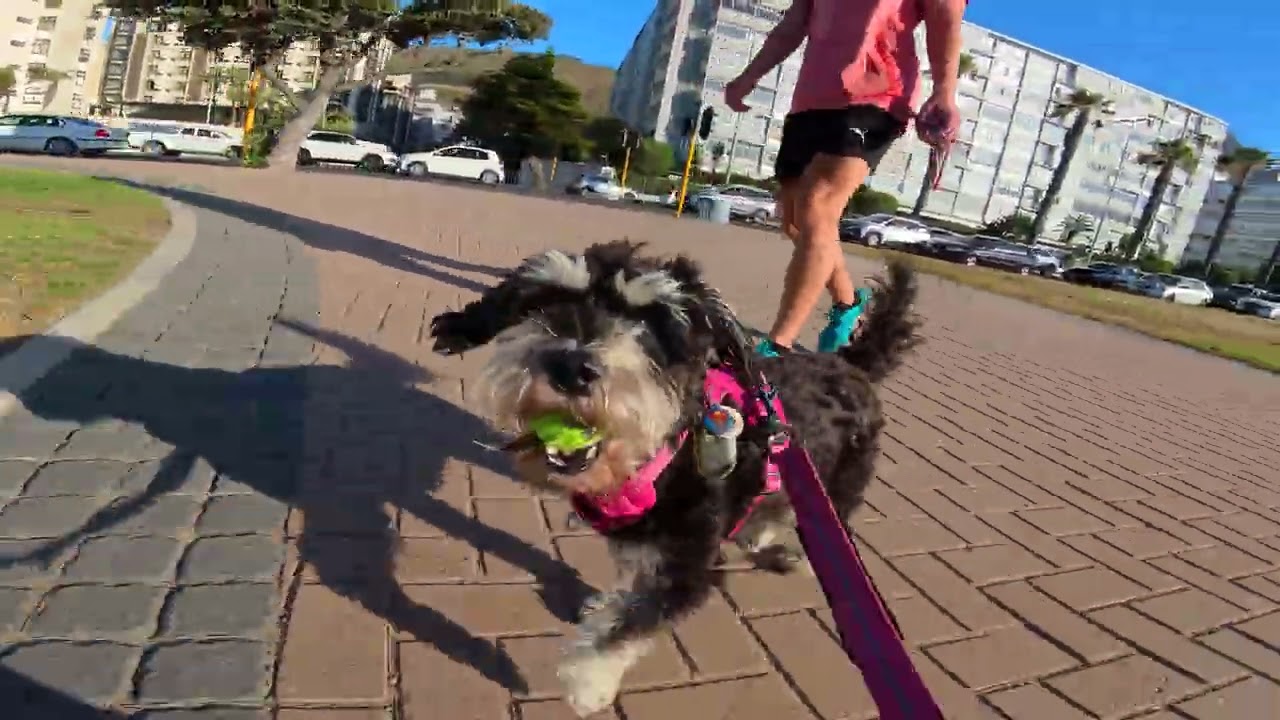 Miniature Schnauzer Walking Happily With Ball in Mouth
