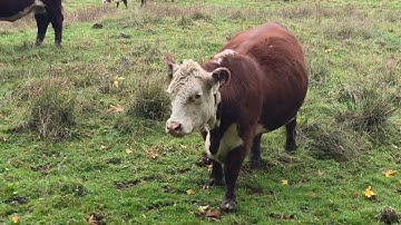 Koeien zijn zulke grote dieren 🐂✨️👀