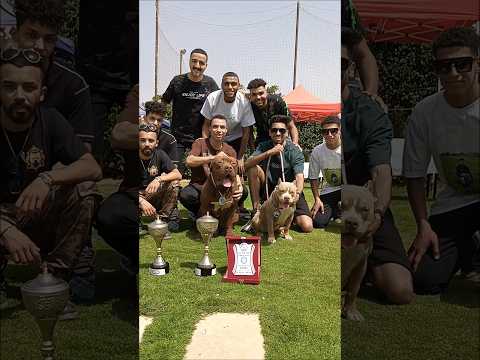 يا صباح زي الجلاش