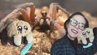 LIMITED Maple Plushie, BAD news & possibly GRAVID?? Wolf Spider *UNBOXING* Hogan Lenta & MORE by tarantula kat 23,808 views 4 months ago 10 minutes, 39 seconds