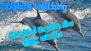 Asmr Playful Dolphins Watching