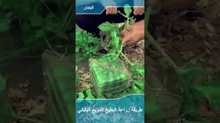 مشاهد لطريقة زراعة البطيخ مكعب الشكل في اليابان