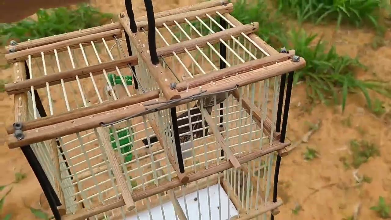 Dessa vez peguei uma femea de golinha na gaiola de 2 alçapão 💥💥