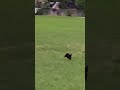 Funny game with a strange cat in the wild