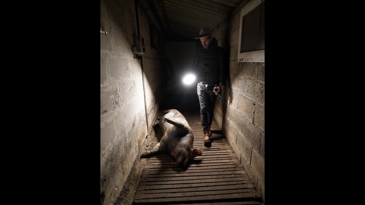 FRENCH ADVENTURER S'INFILTRE DANS LES ÉLEVAGES ET ABATTOIRS DE BRETAGNE travelling man