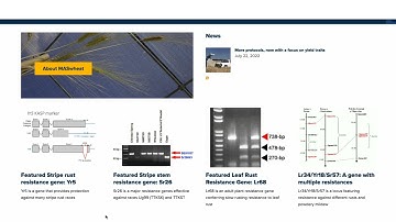 GrainGenes MASwheat tutorial