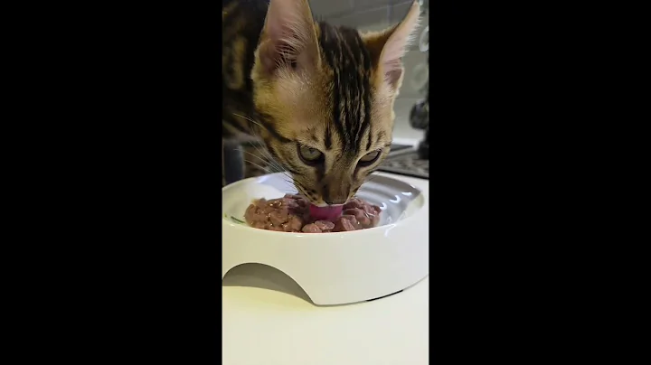 Video 7726261: bengal kitten eating, kitten eating food
