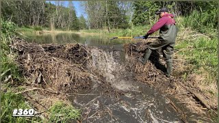 Beaver dam removal || How much it will drain within 40 minutes?