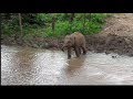 BABY ELEPHANT ESCAPES FROM HIS MOTHER TO  DRINK