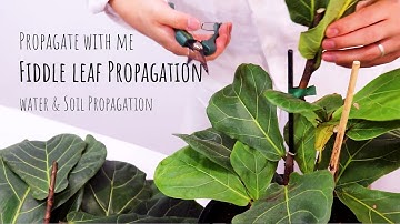Propagating fig cuttings in water and soil, Fiddle leaf fig propagation _ How to propagate fig tree