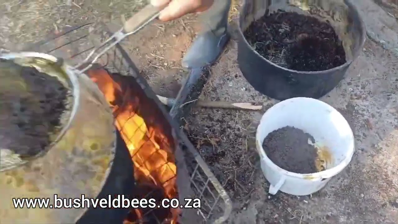 How to make Bee Lure (Slumgum) to catch a swarm of bees. 🐝🐝🐝