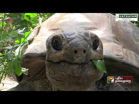 காணாமல் போன அல்டாப்ரா ஆமை! முக்கியத்துவமும்... பண்புகளும்... | Tortoise