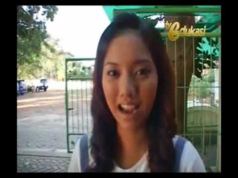 ASYIK BELAJAR BIOLOGI RANTAI DAN JARING JARING MAKANAN 1