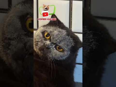 𝗔𝗕𝗜𝗦 𝗚𝗢𝗥𝗘𝗡𝗚 𝗜𝗞𝗔𝗡 #short