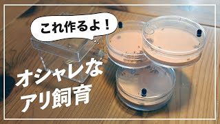 アリの巣をおしゃれに 螺旋状の石膏巣 を自作してみた アリ飼育キットの作り方 Youtube