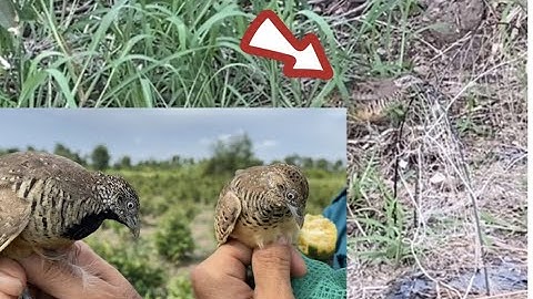 Trải Nghiệm Bẫy Chim Cút. Quail trap experience