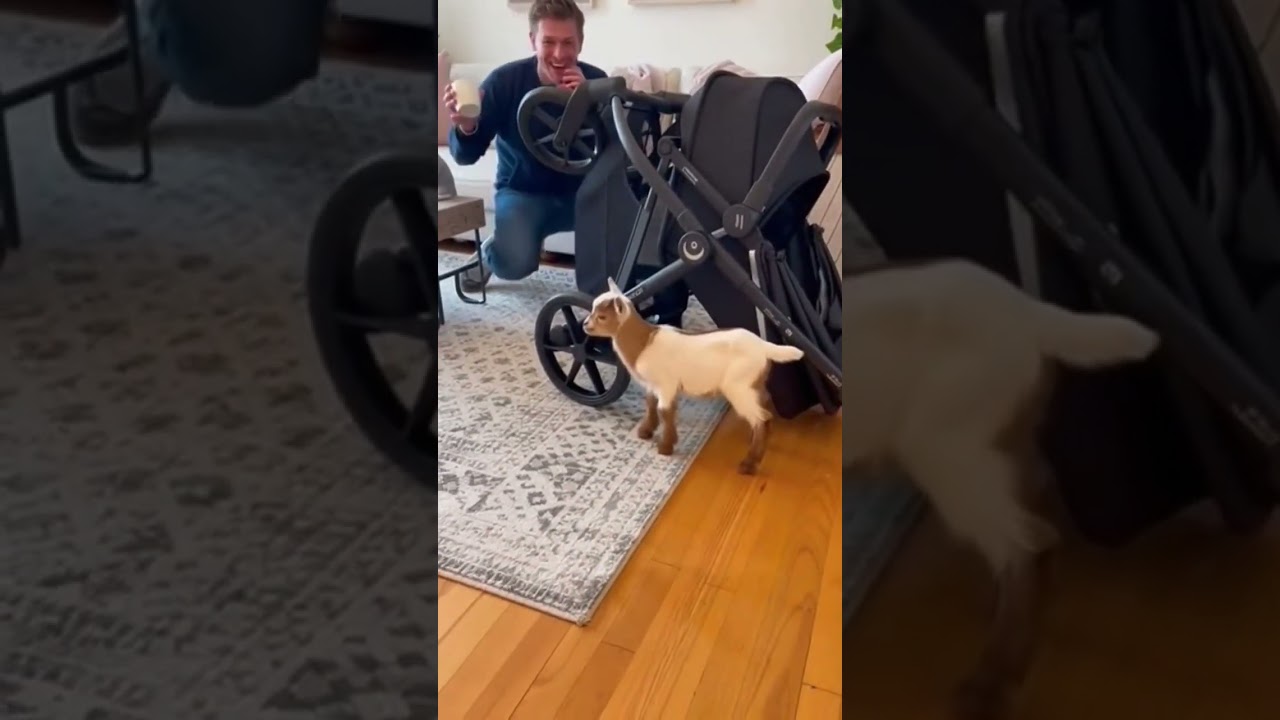 Baby goat is so sweet he said that 😂